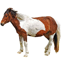 Assateague Pony